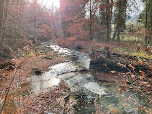 Stream running through a birch woods, fallen leaves.