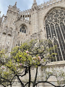 Blossom in front of the Duomo cathedral in Milan.