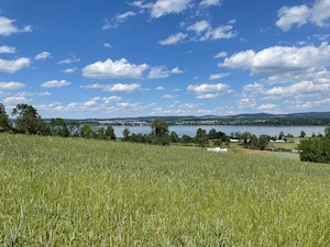 View over the Greifensee, little fluffy clouds, green field in foreground.