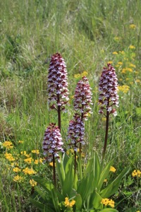 A stand of five purple orchids in a field