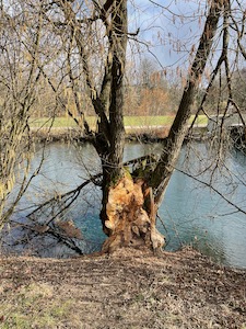 Willow tree by a river, eaten away by beavers.