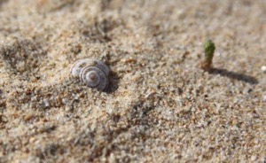 Small snail shell in close up in sand