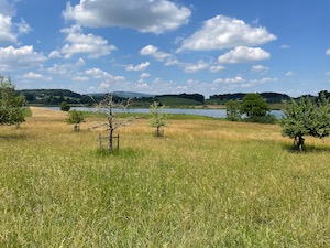 Grass meadow giving way to lake, under blue skies with fluffy clouds.