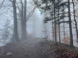 Path through trees in fog/cloud.