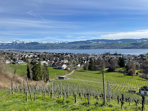 Views over vineyards towards the Zurichsee, with snow-capped mountains in the background and blue skies.