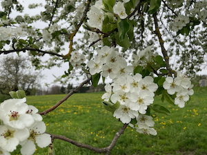 Apple blossom close up