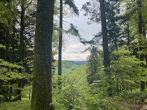 View out of woods towards hills in the distance.