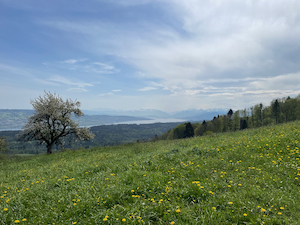 Alpine meadows in the foreground, the Zurichsee in the distance, framed by mountains and under a blue sky.