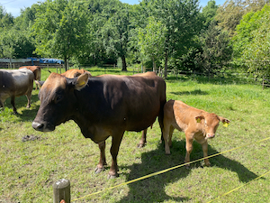 Mother cow and small calf standing in a field.