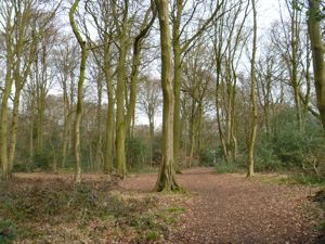 View through beech woods in Chilterns