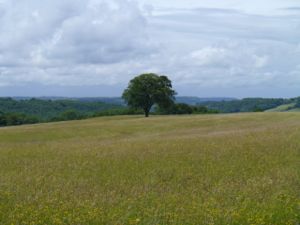 Lone Oak Tree in Wheat Field