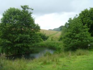 Pond with path leading round and then on through wheat field