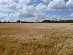 Golden field of barley under scattered clouds.