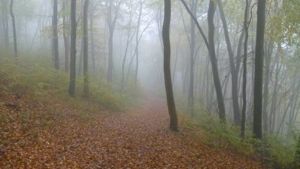 Beech trees viewed through fog/cloud - atmospheric