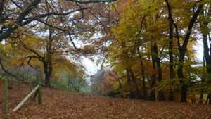 Beech tree woods in autumn - bronze leaves covering the ground and leaves on trees yellow.