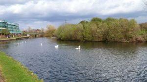 Swans in the canal