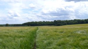 View over barley field, rustling in the wind.