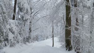 Snow covered trees framing snow covered path