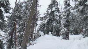 View through snowy woods