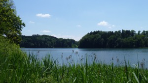 View over Tuerlersee in the sunshine with reeds in the foreground