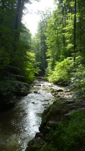 View down a sun-filled gulley with a stream running through the bottom