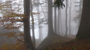 View through misty beech woods