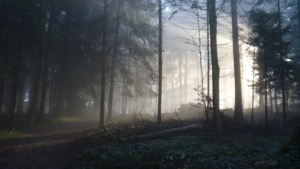 Sunlight streaming through foggy trees