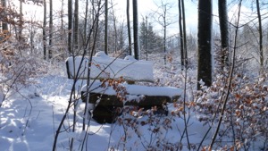 Snow covered bench in snowy woodland