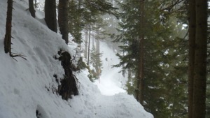 View of a narrow snoeshoe path through trees, in fog