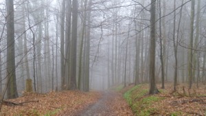 View through woods in cloud and rain