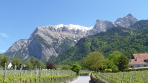 View over vineyards to snow covered mountains