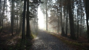 Sunlight through trees in fog.