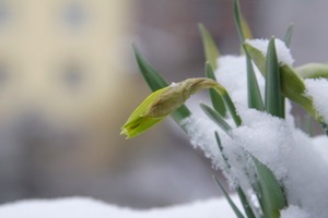 Spring flower in snow