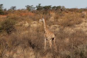 Young giraffe standing in the bush.