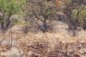 Mother and baby rhino under a bush in the distance.