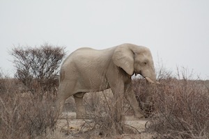 Male elephant viewed side on walking through brush.