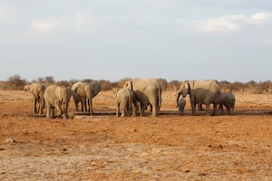 Family of elephants at a watering hole at sunset.