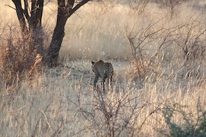 Leopard walking away through long grass and shrubs