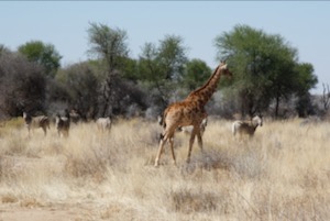 Giraffe and herd of zebra in light bush.