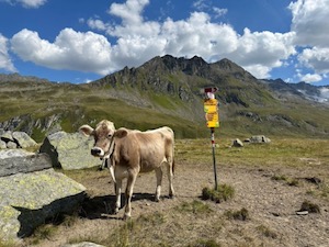 Swiss brown cow standing in front of wanderweg signs, mountains in the background.