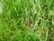 Red Legged Partridge hiding in the grass with a flock of chicks