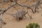 Chameleon in dessert bush