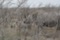 Mother and baby rhino, partly obscured by thorn bushes