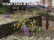 Link to Urban Flora & Fauna