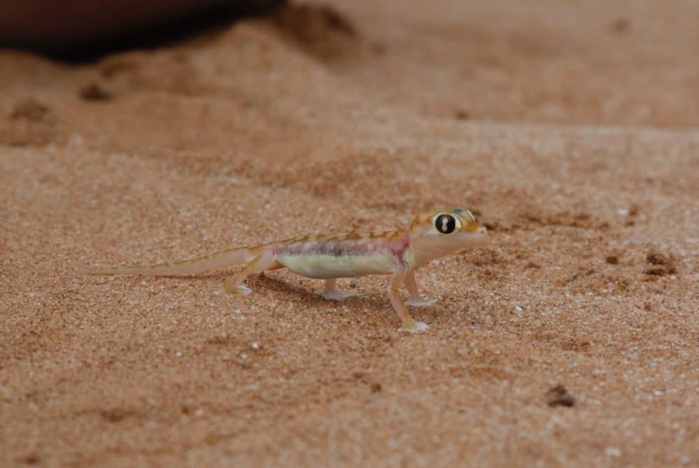 Namib Dune gecko