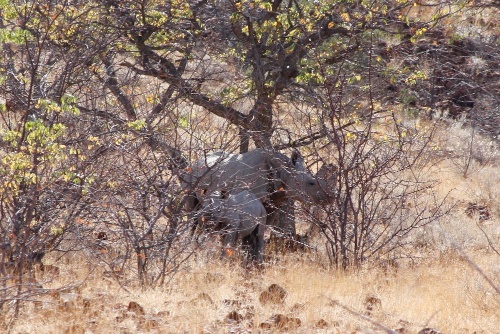 Mother & baby rhino