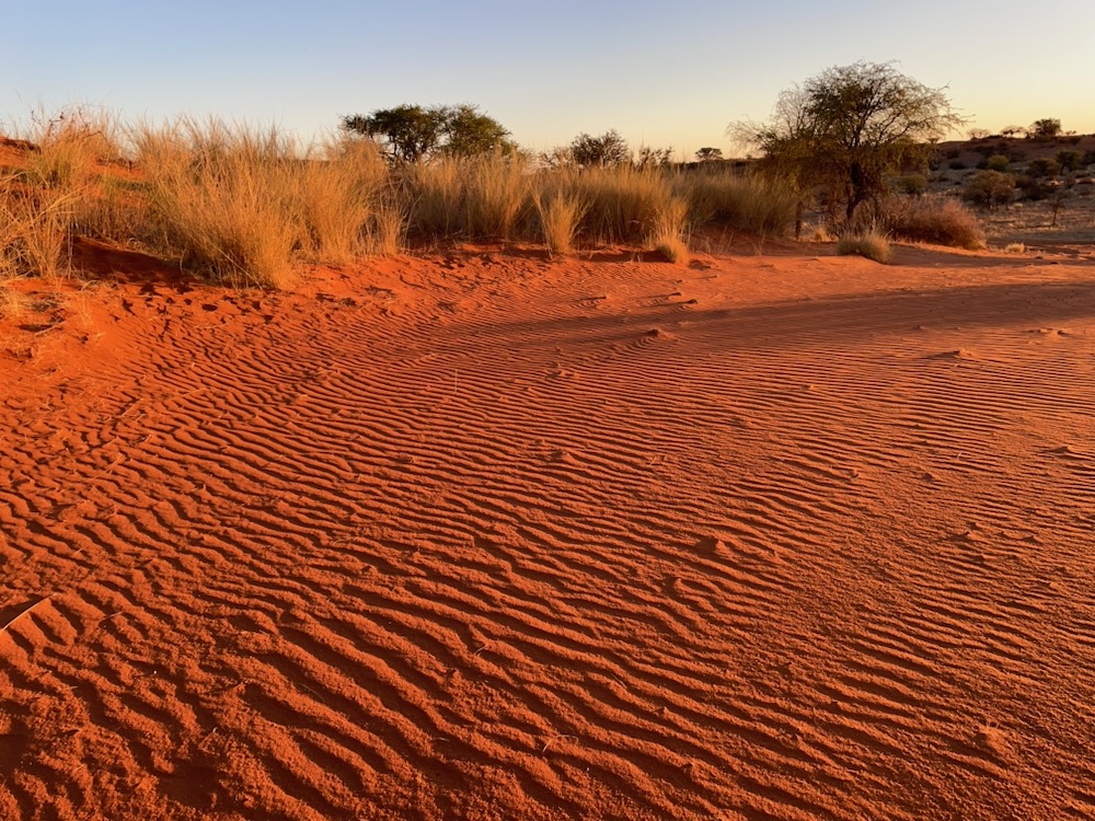 Red sand dunes at sunset