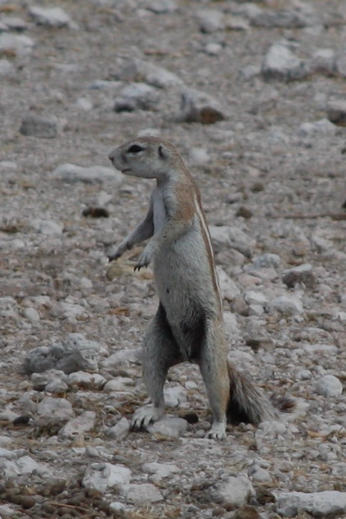 Ground squirrel