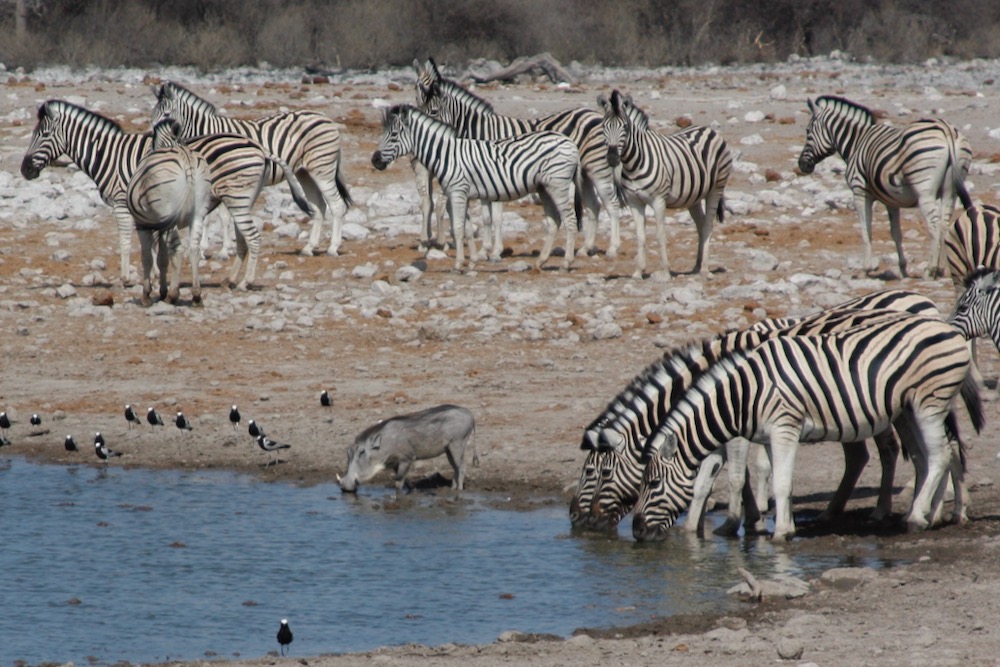 Zebras and warthog