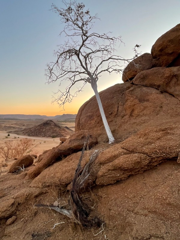 White Tree